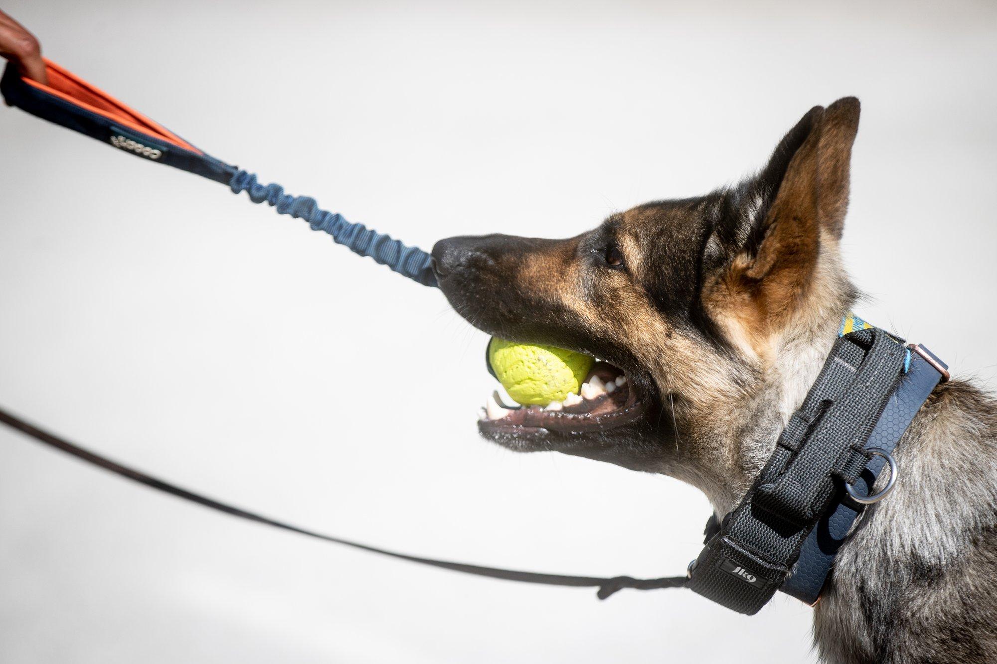 Teenistuskoer hammustas Tallinnas juhuslikku möödujat säärest, mehele kutsuti kiirabi