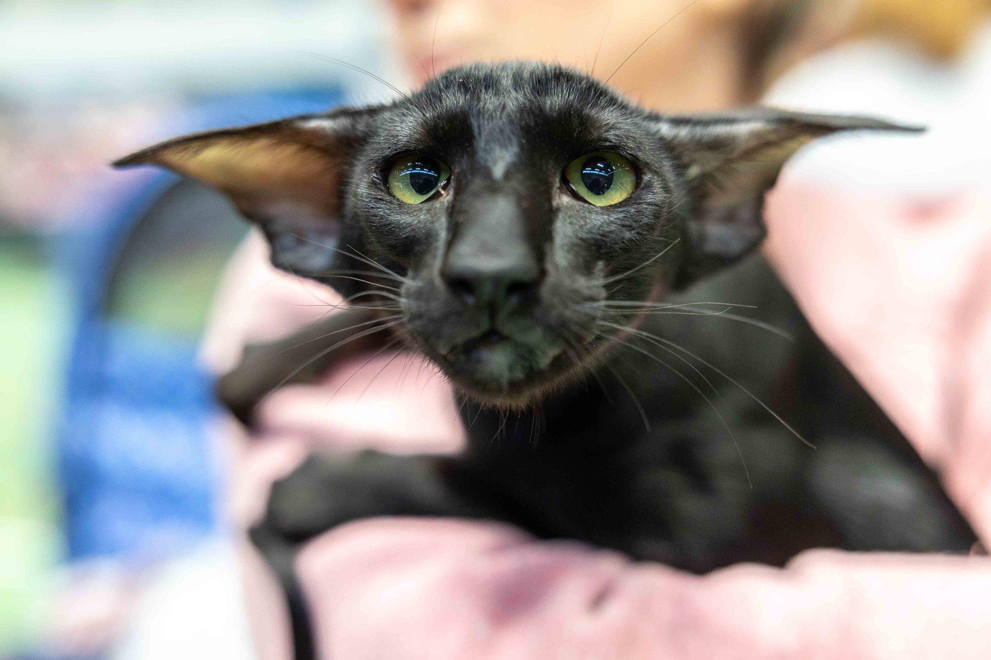 FOTOD | Sajad kassid näitasid Tallinnas rahvusvahelisel näitusel oma ilu