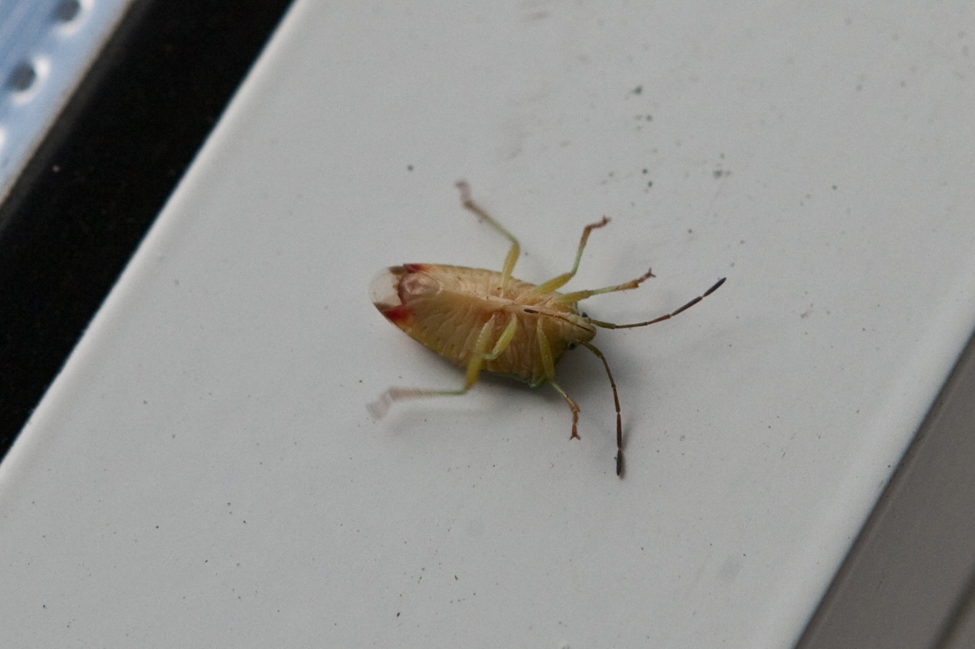 Ebameeldivad kaasreisijad. Turkish Airlinesi lennukite pardal levivad lutikad