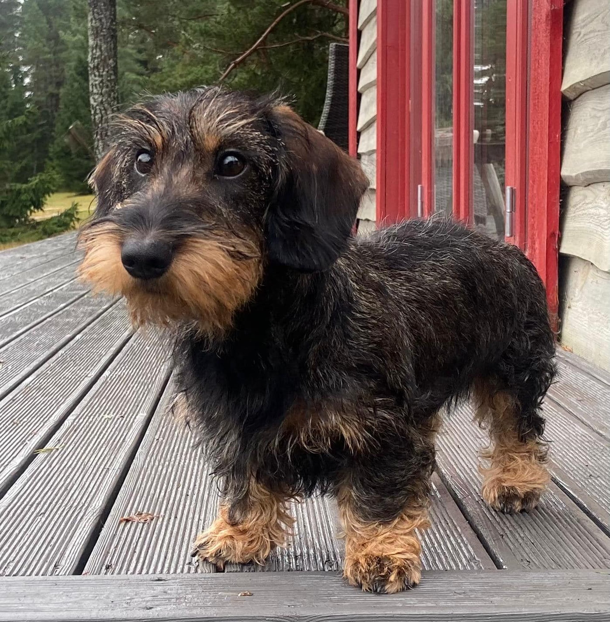 Järsku kostis hirmus hädakisa! Hiiumaal viis päeva kadunud olnud kutsikas jõudis koju suurema koera abiga