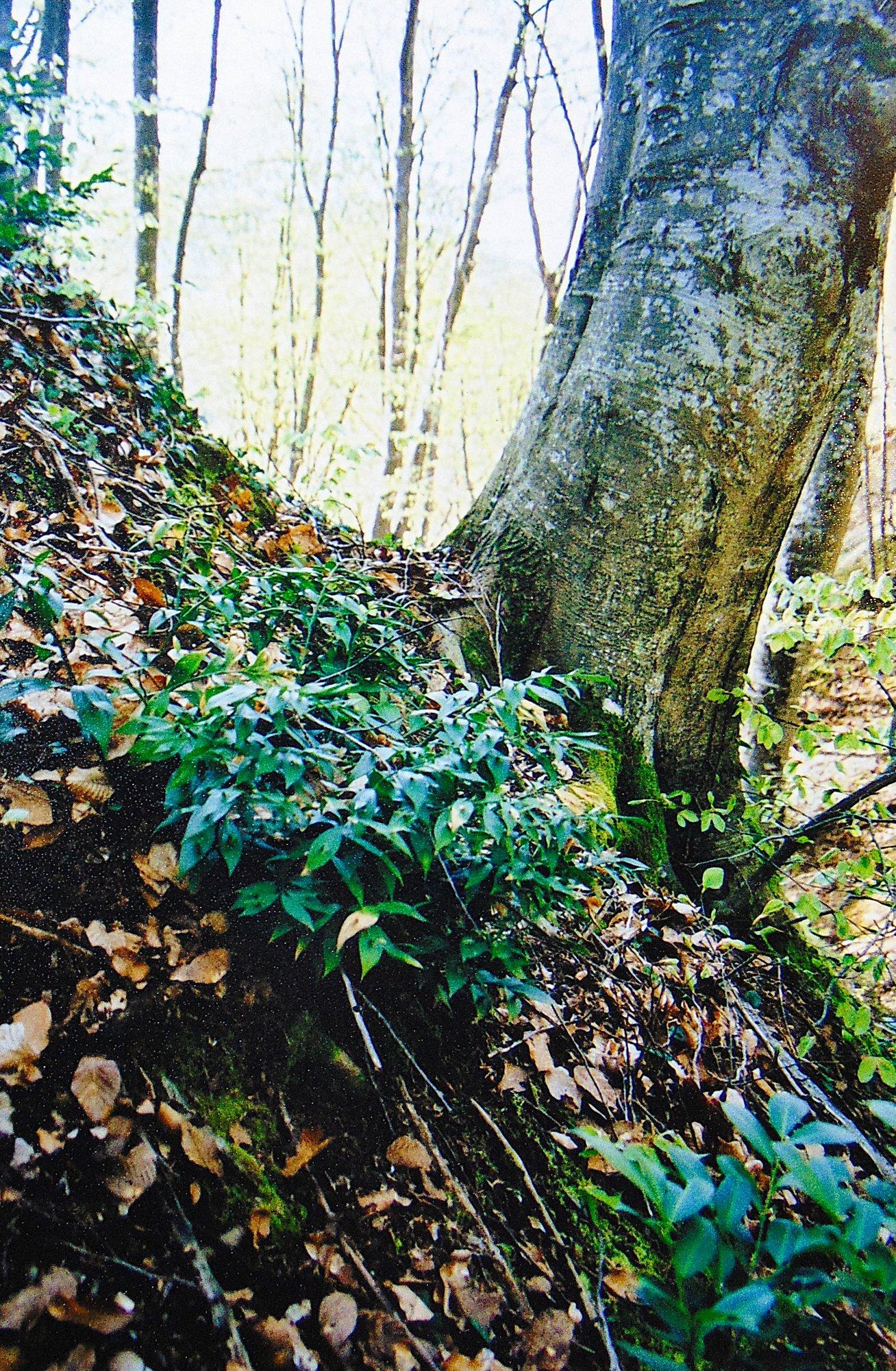 Ruskuste kasvatamisest avamaal