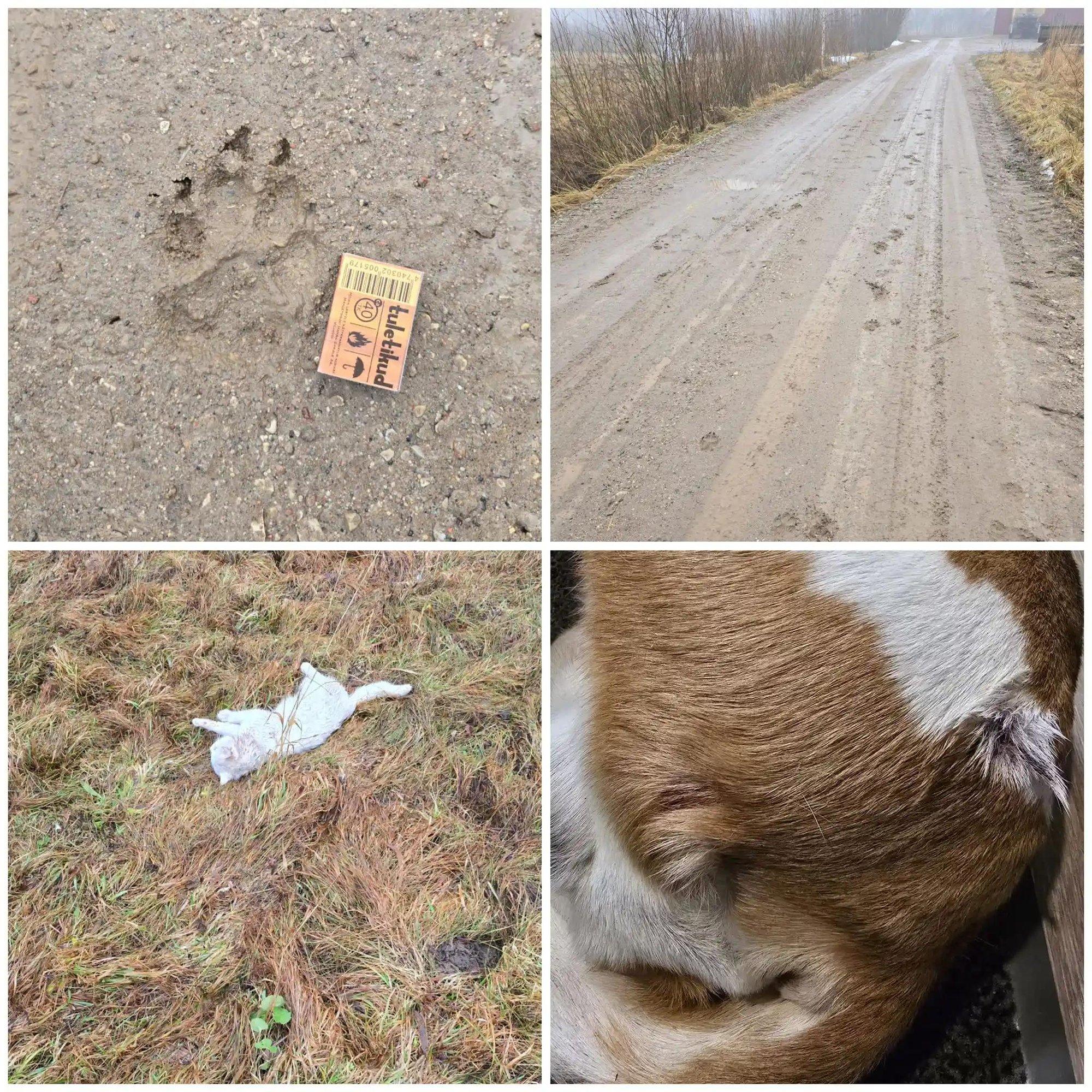 Rünnakud jätkuvad: Pärnumaal murdis hundikari kassi ja vigastas koera