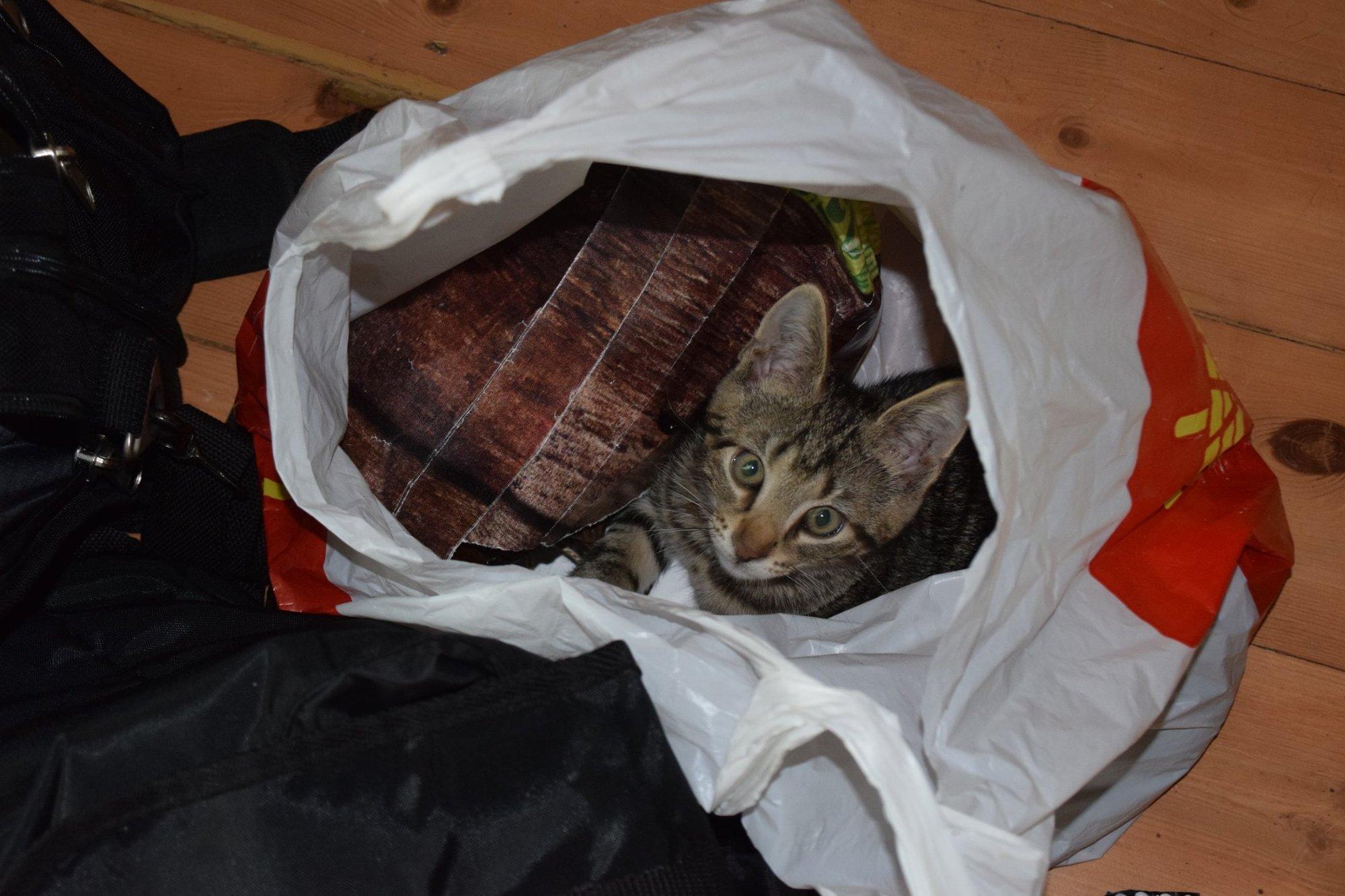 LÕBUS RETSEPT | Kuidas kassi assisteerimisel unisest peast kala praadida ja see õigeks ajaks valmis saada