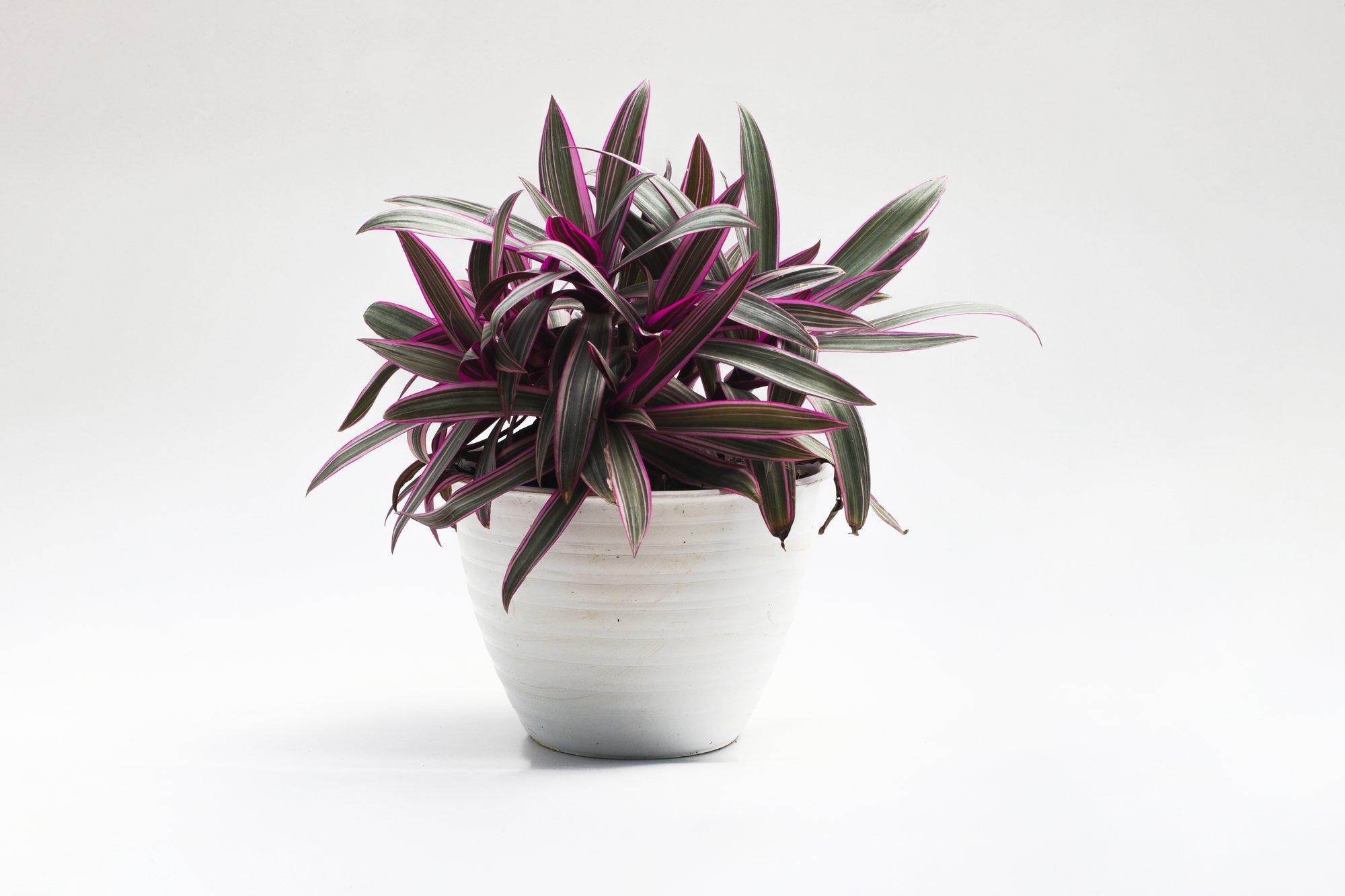 Vastupidav toataim roio-tradeskantsia kannab õisi justkui paadis