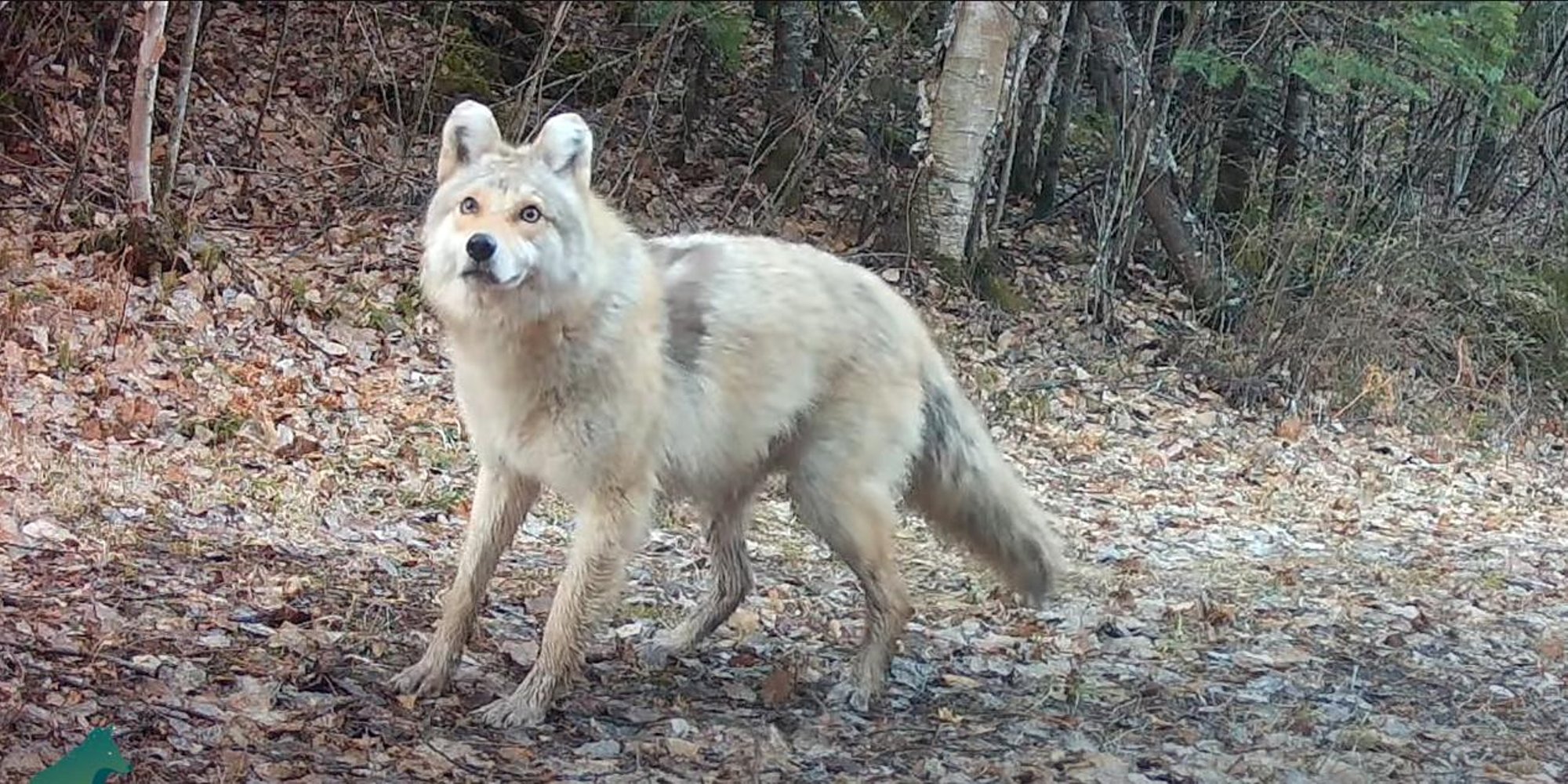 EBATAVALINE VIDEO | Mis loomaga on tegu? Isegi teadlased ei tea vastust
