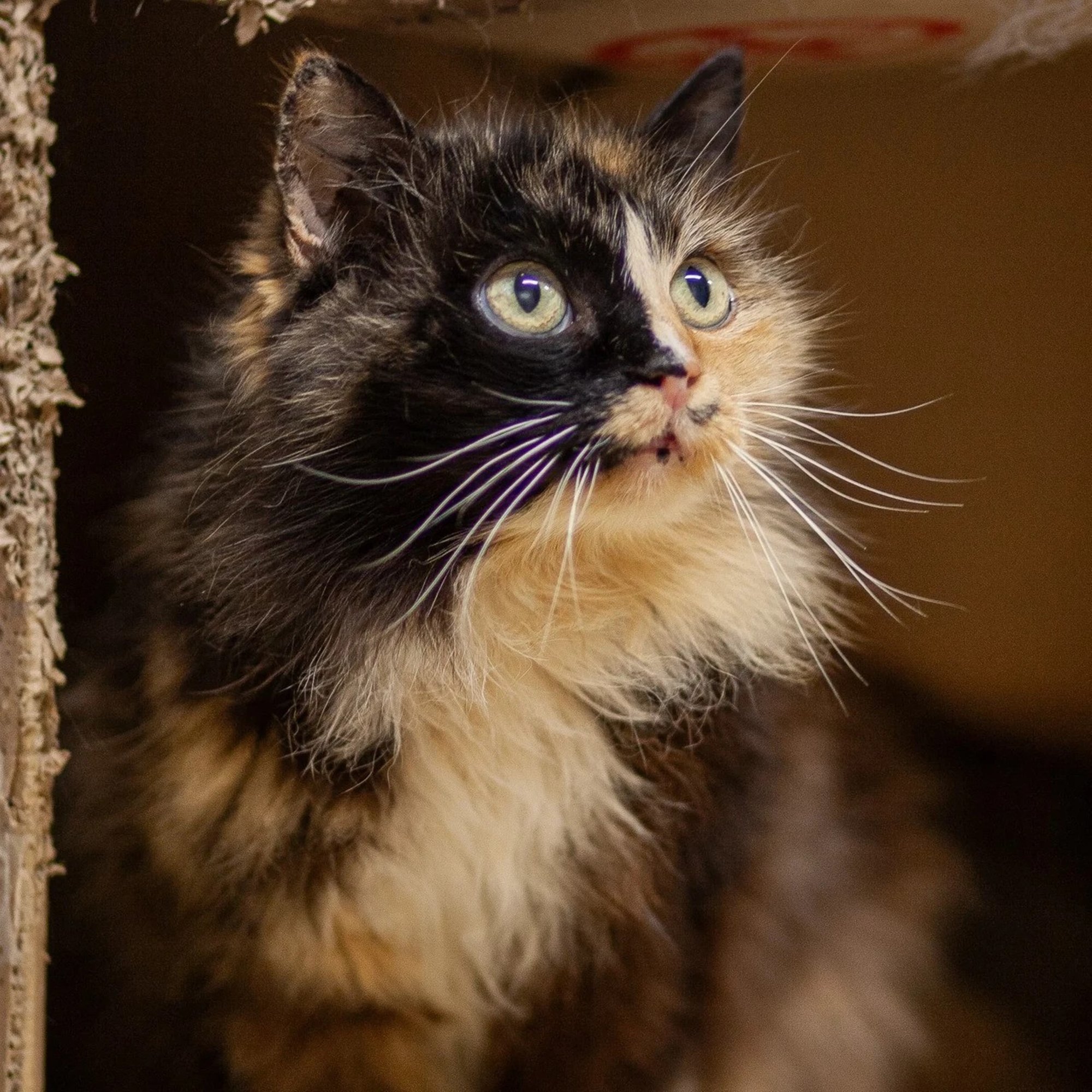 TAHAKS KOJU | Majesteetlik Liisu näitab uhkusega oma teatraalsetes toonides kasukat