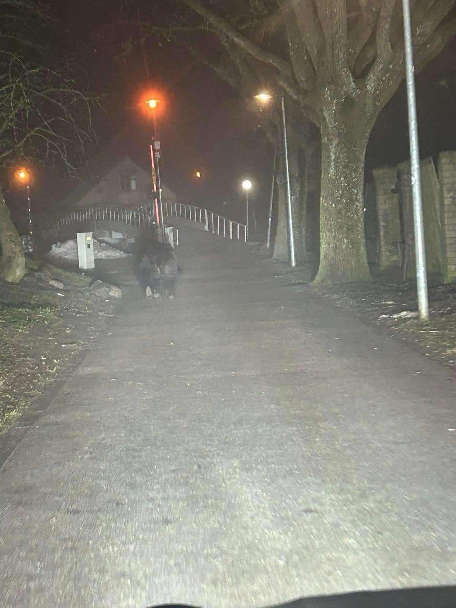 FOTO | Karu Pärnu kesklinnas! Taliuinakust ärganud mõmmik uitas mööda tänavaid