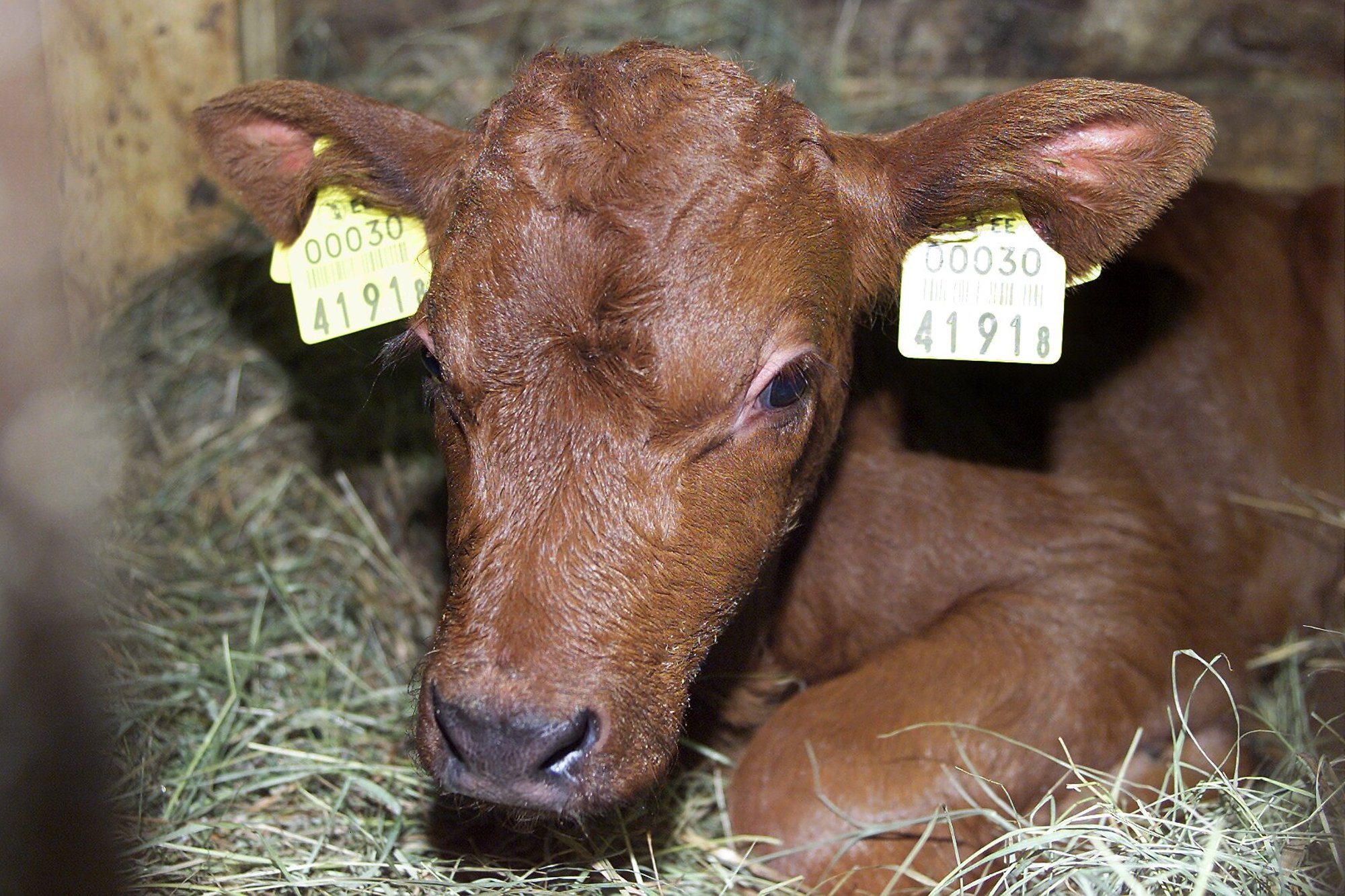 Mitte ainult rohepesu! Kuidas loomade heaolu „pestakse“ ja lihtsameelseid inimesi selle kaudu petetakse