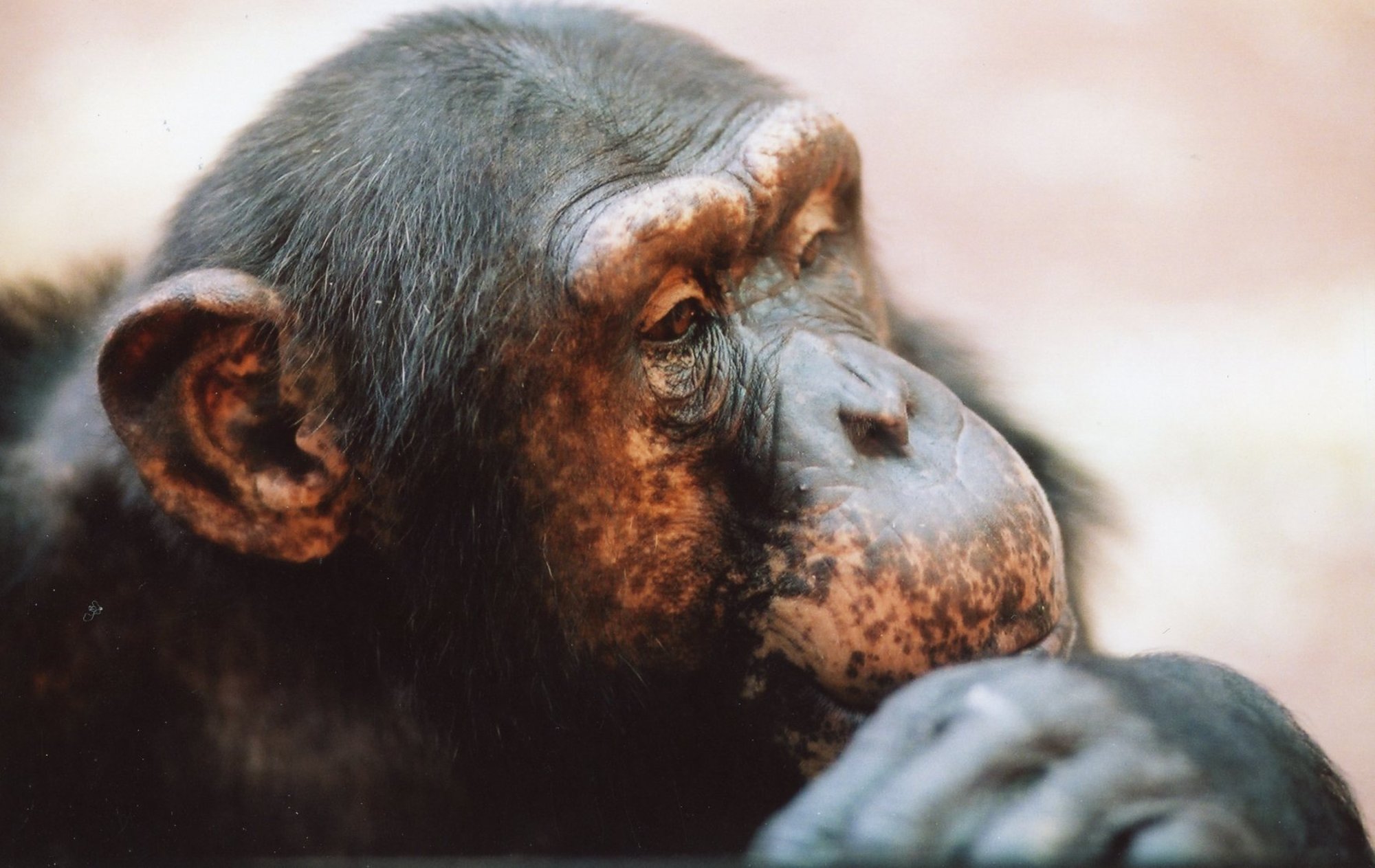 Kas teadsid? Nemad on planeedi 10 kõige intelligentsemat looma