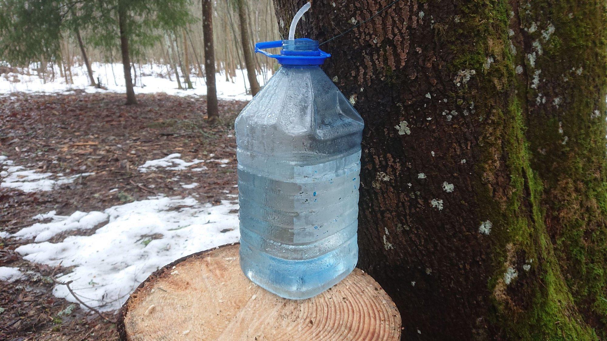 Kevad pole kaugel: üle Eesti tilguvad vahtrad juba mahla