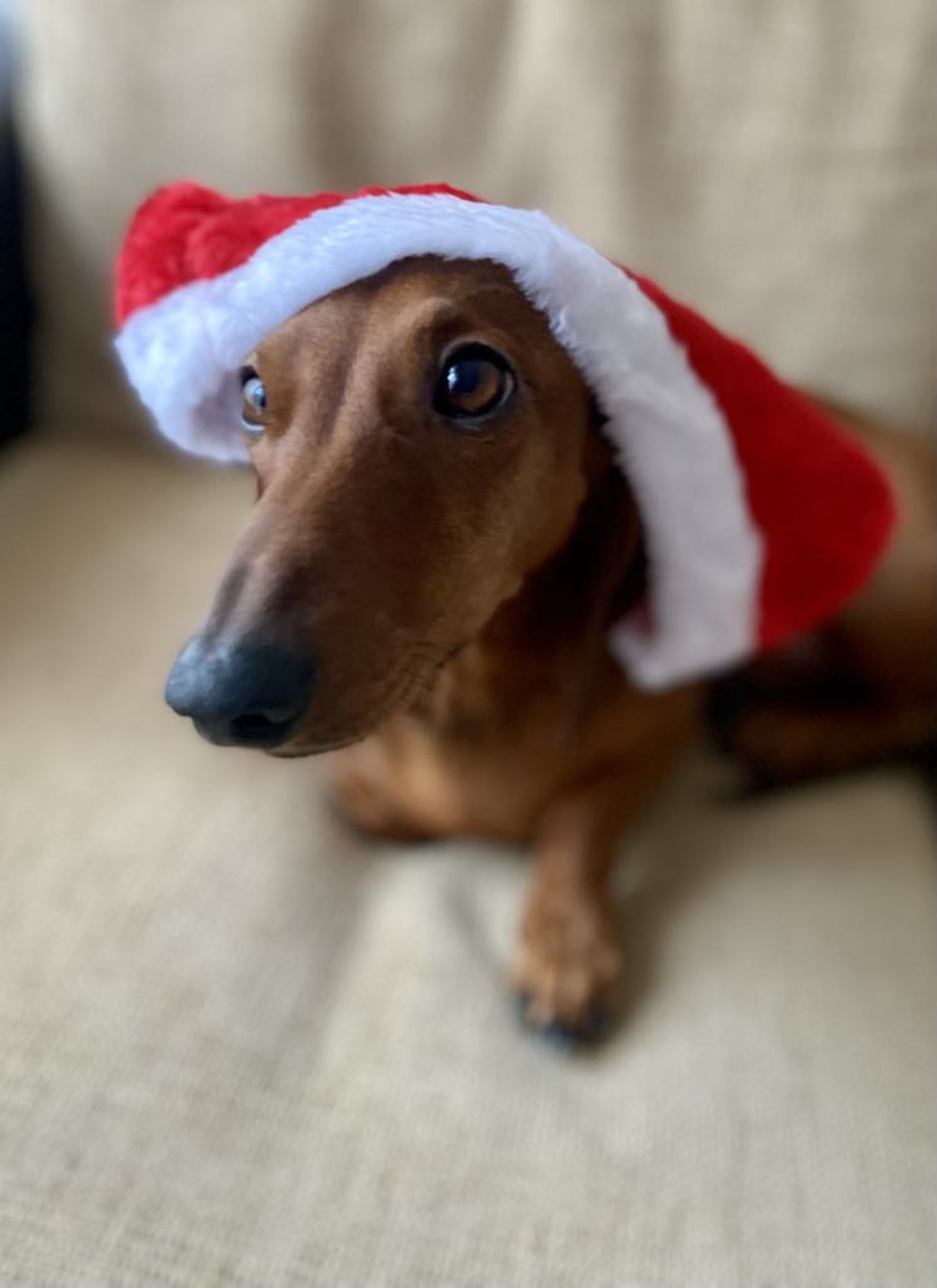 ILSE BLOGI | Arvate, et pühad on harduse ja andestamise aeg? Tutkit, võib ka tüliks ja arestiks kiskuda!