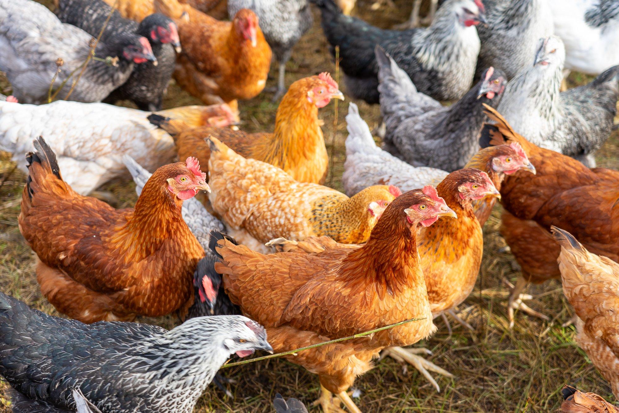 GUUD, BÄÄD & NÄDALA SÕNA | Vabad kanad on mahlasemad!