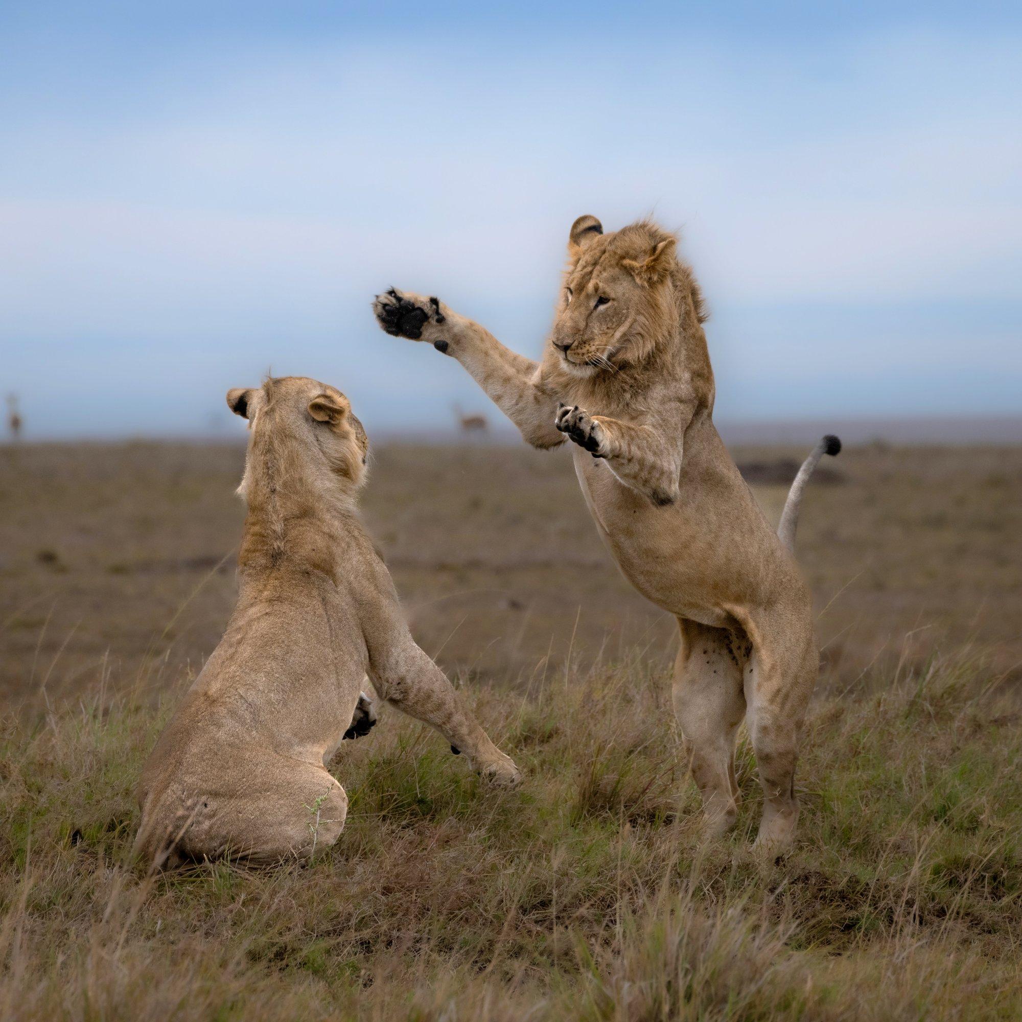 Mida su kass sinust tegelikult arvab? Teadlased loodavad loomad tehisaju abiga rääkima panna