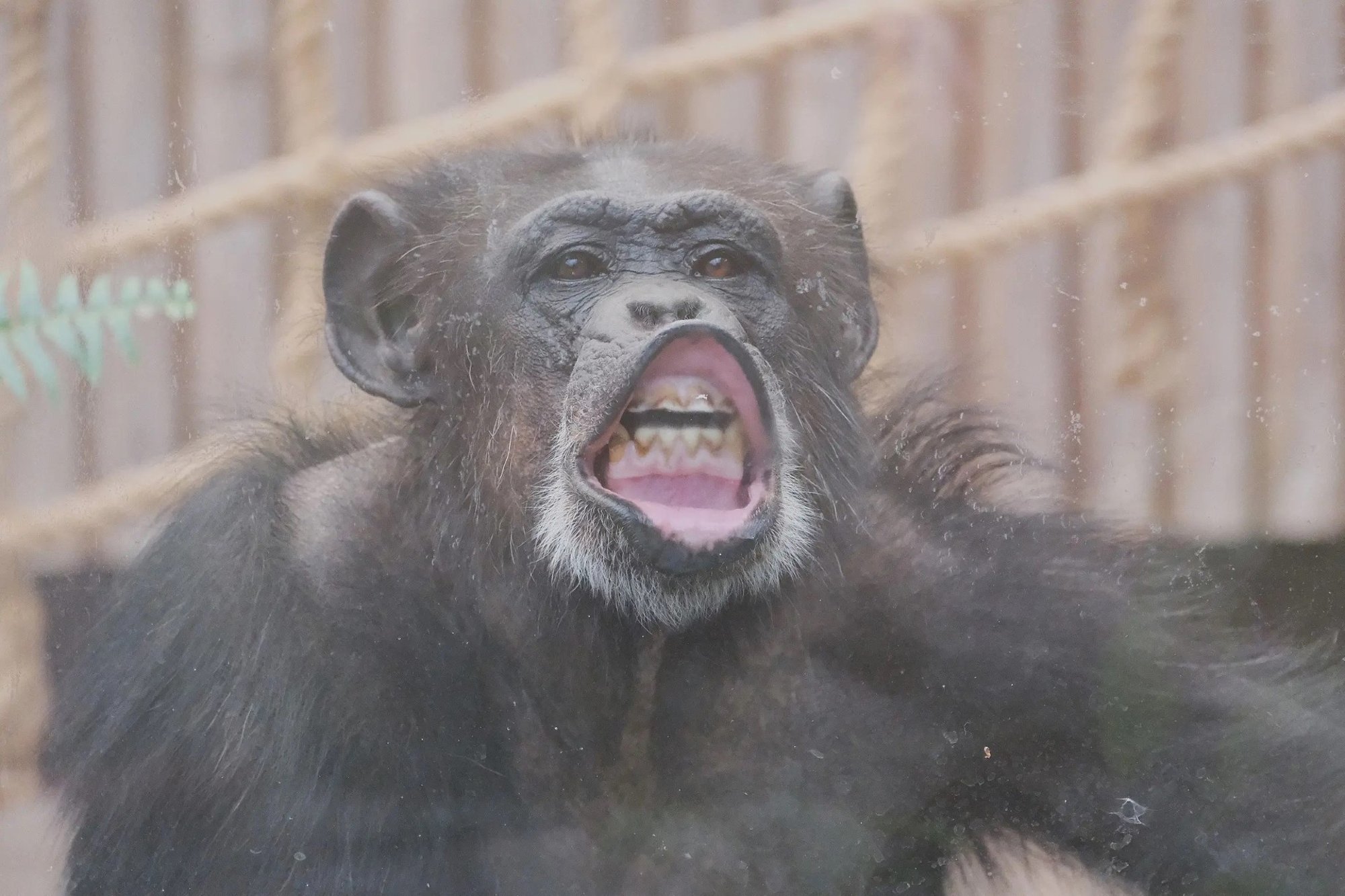 Kuu aega paugutamist: šokki sattunud loomade peal ei toimi enam ka rahustid