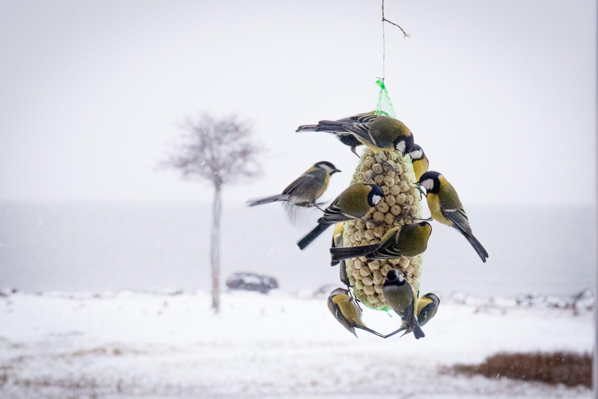 Lind tuleb süüa küsima: kuidas teda talvel nii toita, et ta terveks jääks?