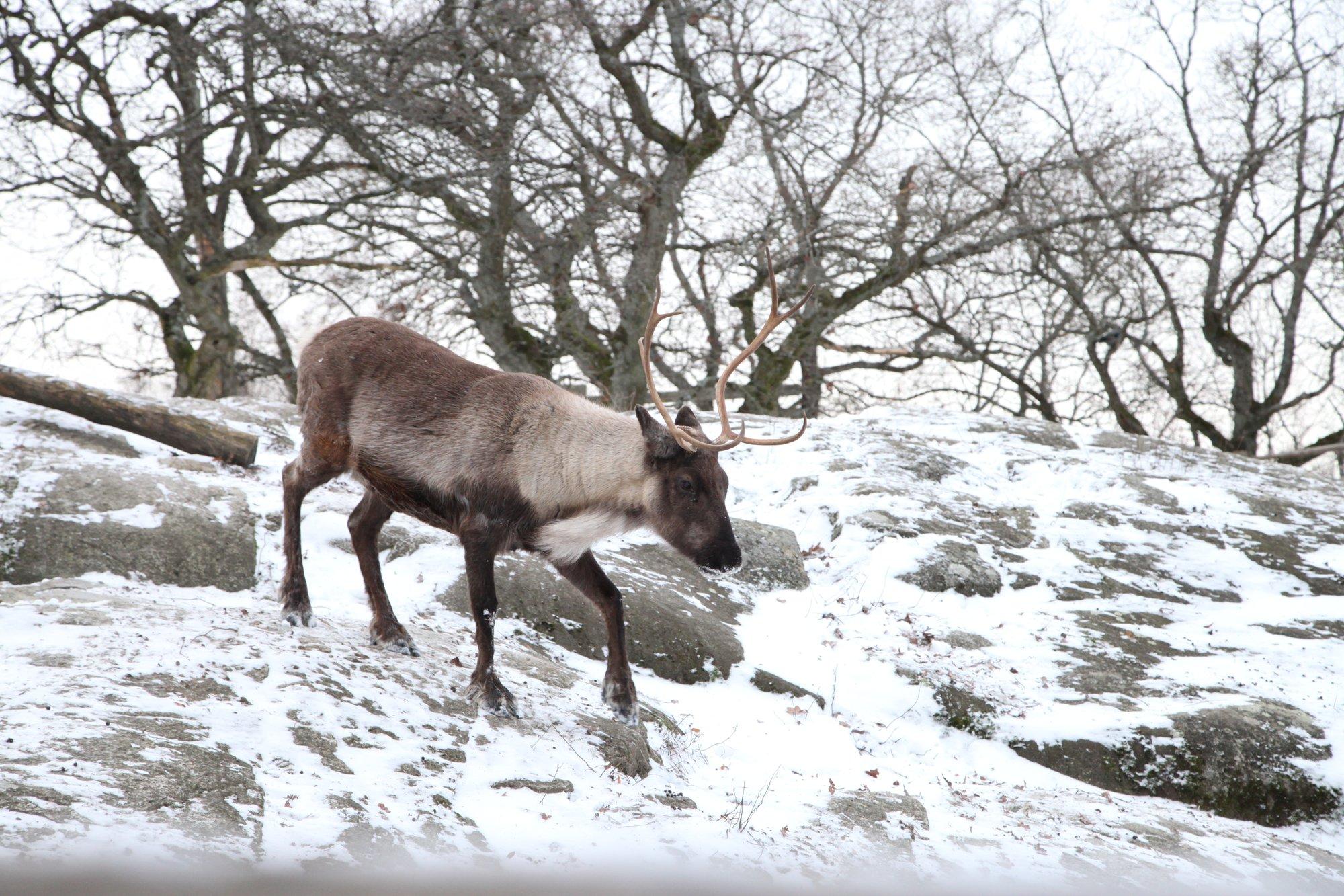 DELFI ROOTSIS | Kas saamid kaitsevad põtru või tahavad raha? Rootsi ralli võib jääda poolikuks