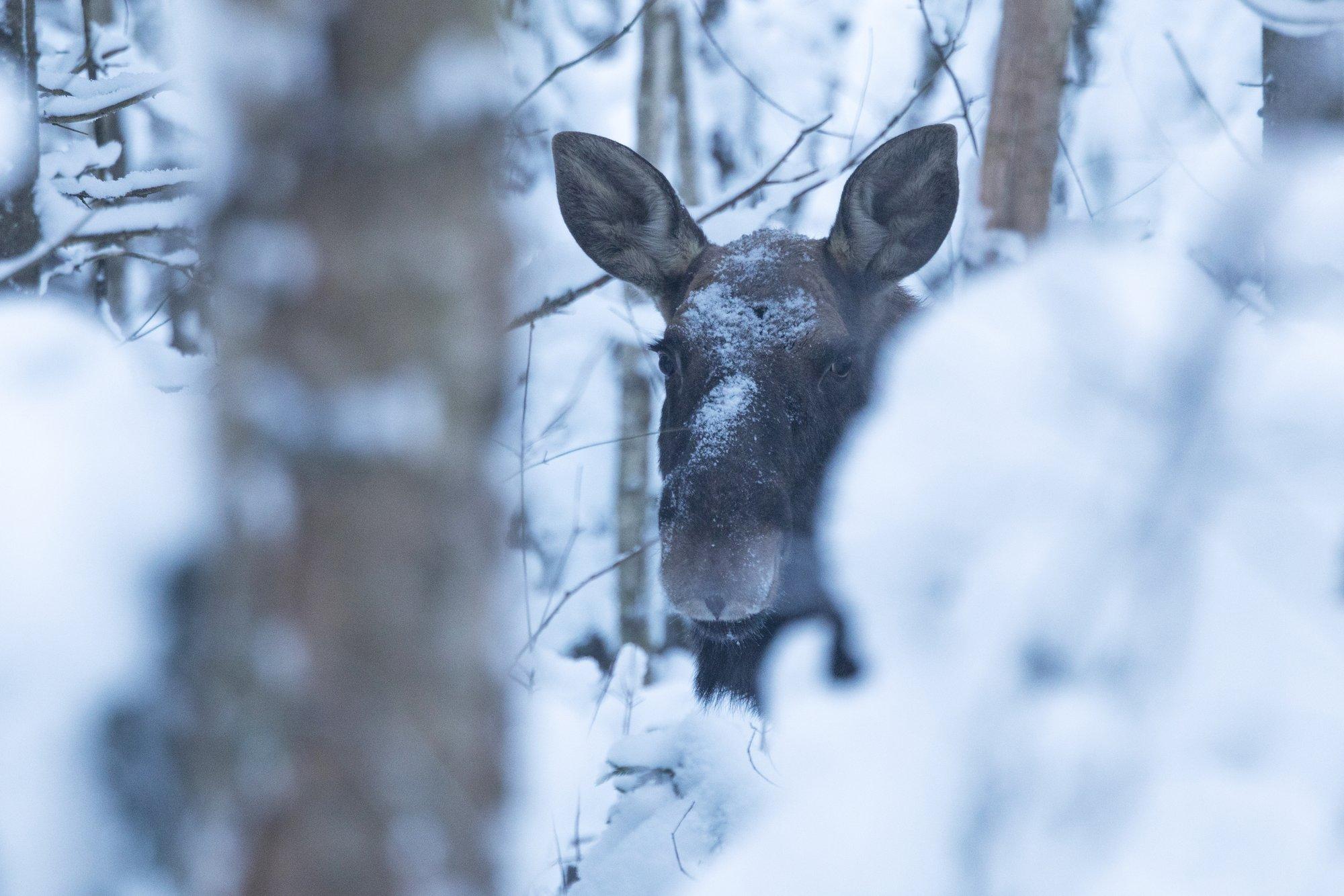 FOTOD OTSE METSAST | Noor mets on põdra pidulaud