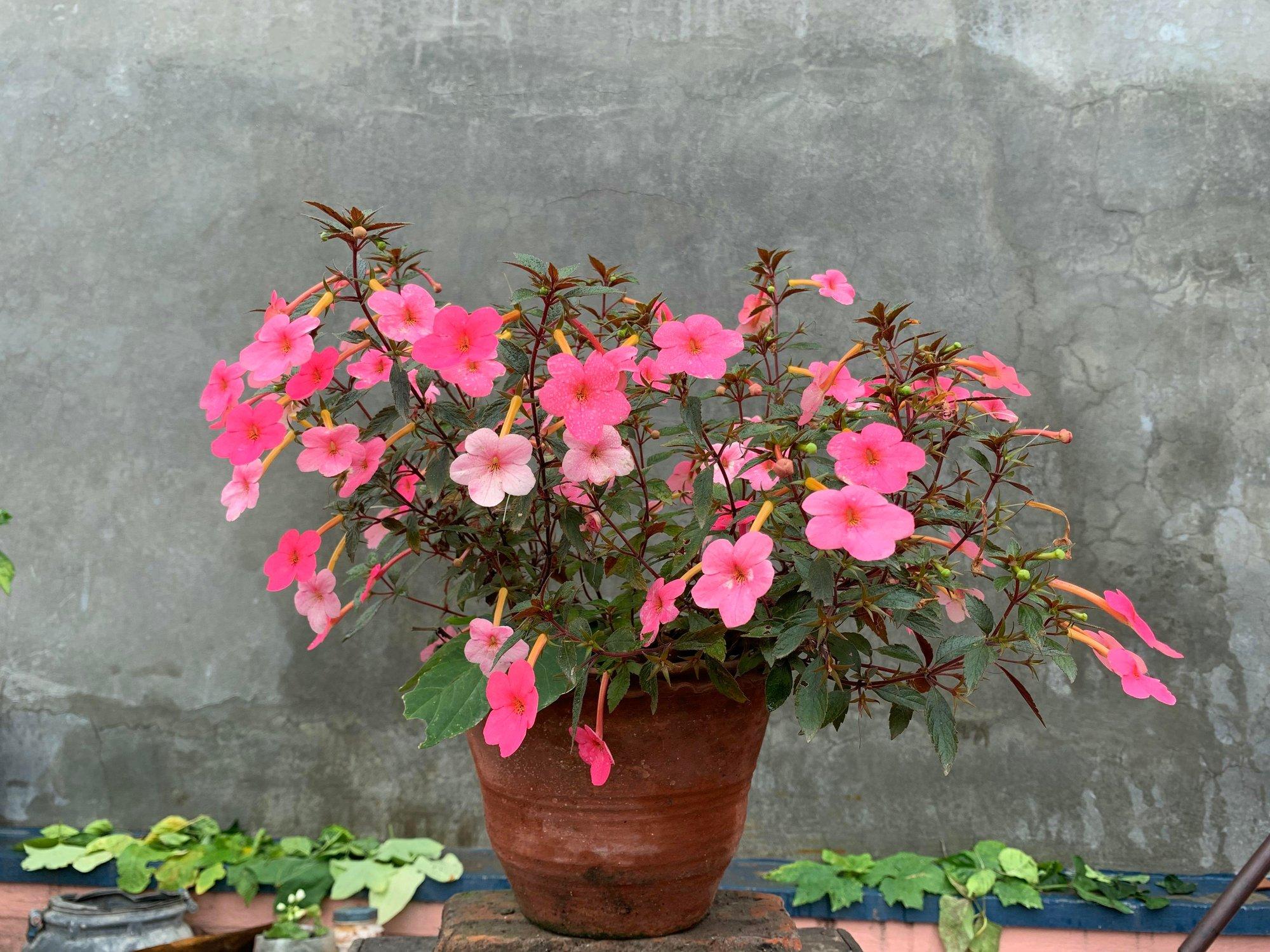 Leitselill laseb tubasel aednikul talvel puhata ja õitseb maikuust kuni sügiseni