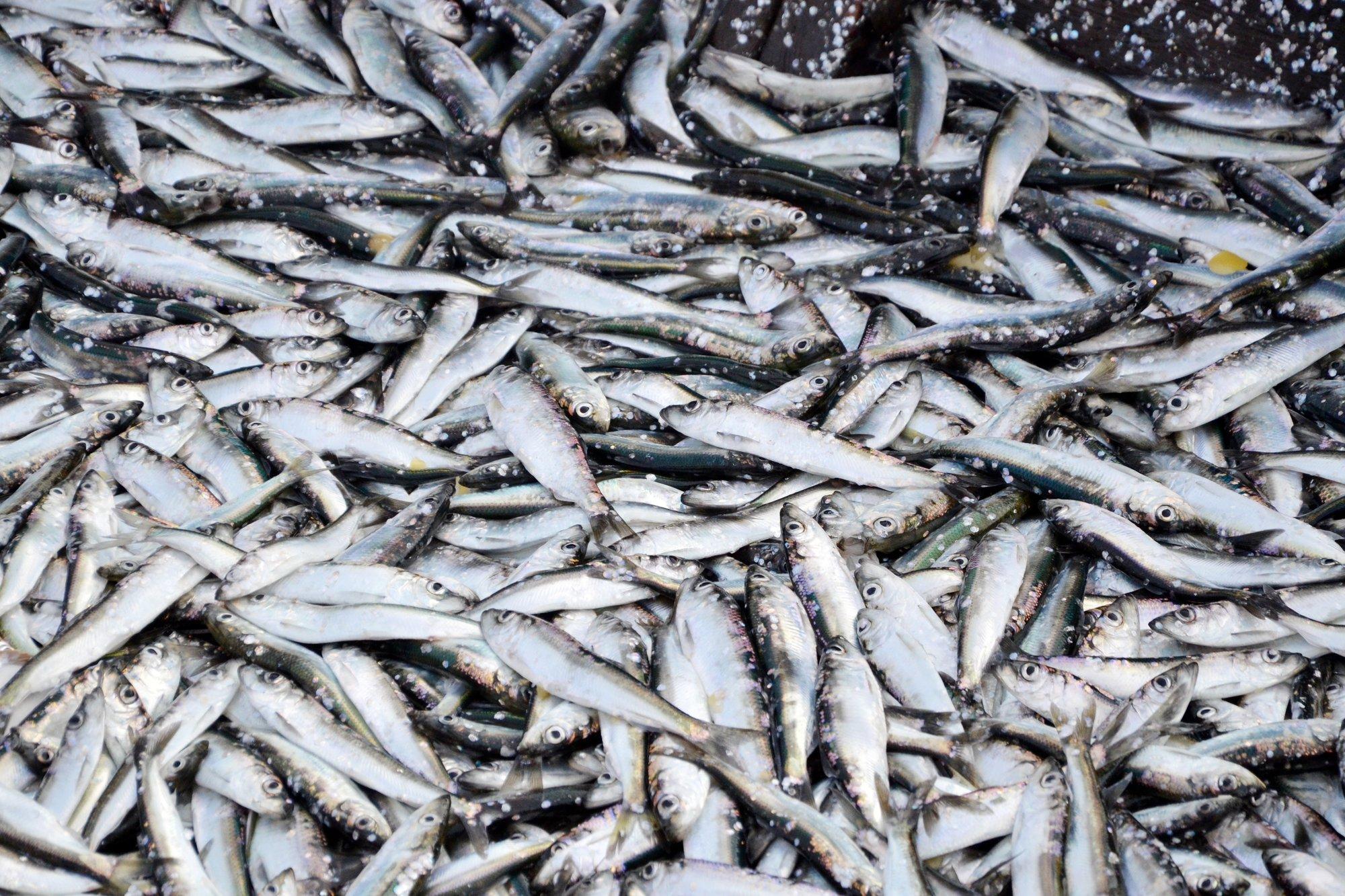 Ettevaatust! Mida peaks teadma kalade elavhõbedasisaldusest?