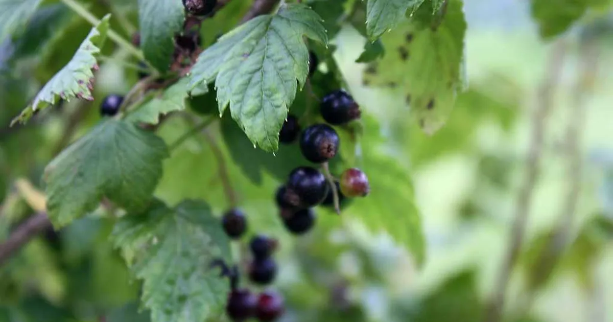 Põllumajandustootjatele makstakse 3,3 miljonit eurot erakorralist toetust