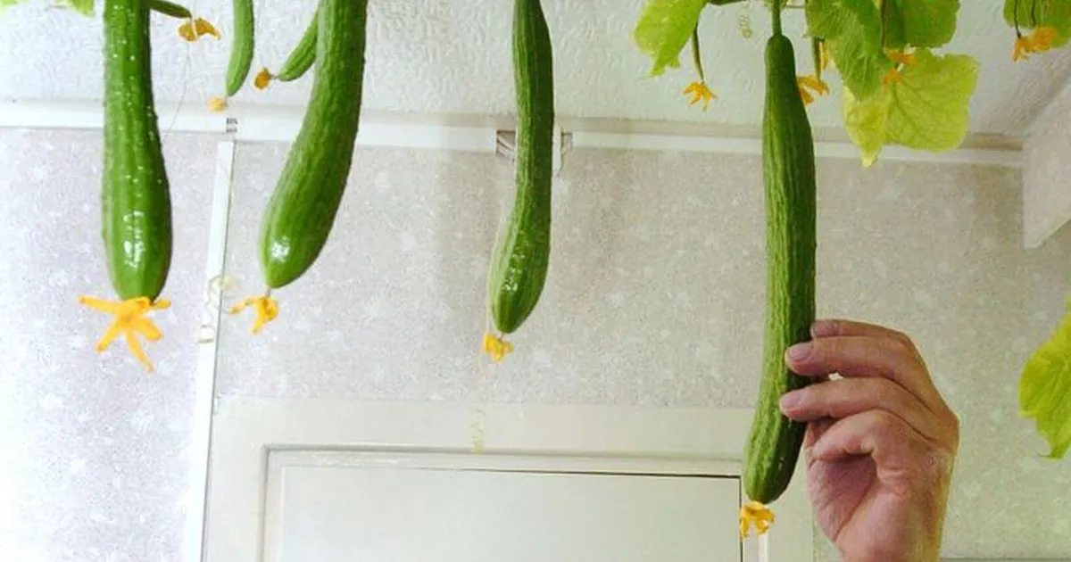 Praegu on paras aeg aknalaual kurkide kasvatamisega alustada