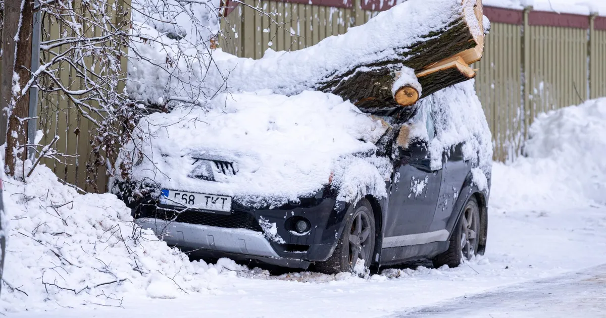 Linn maksis muuseumiaiast autole kukkunud puu tekitatud kahju kinni