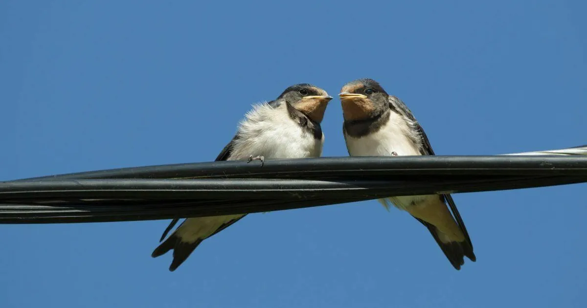 Lähipäevil on oodata õhutemperatuuri suurt kõikumist