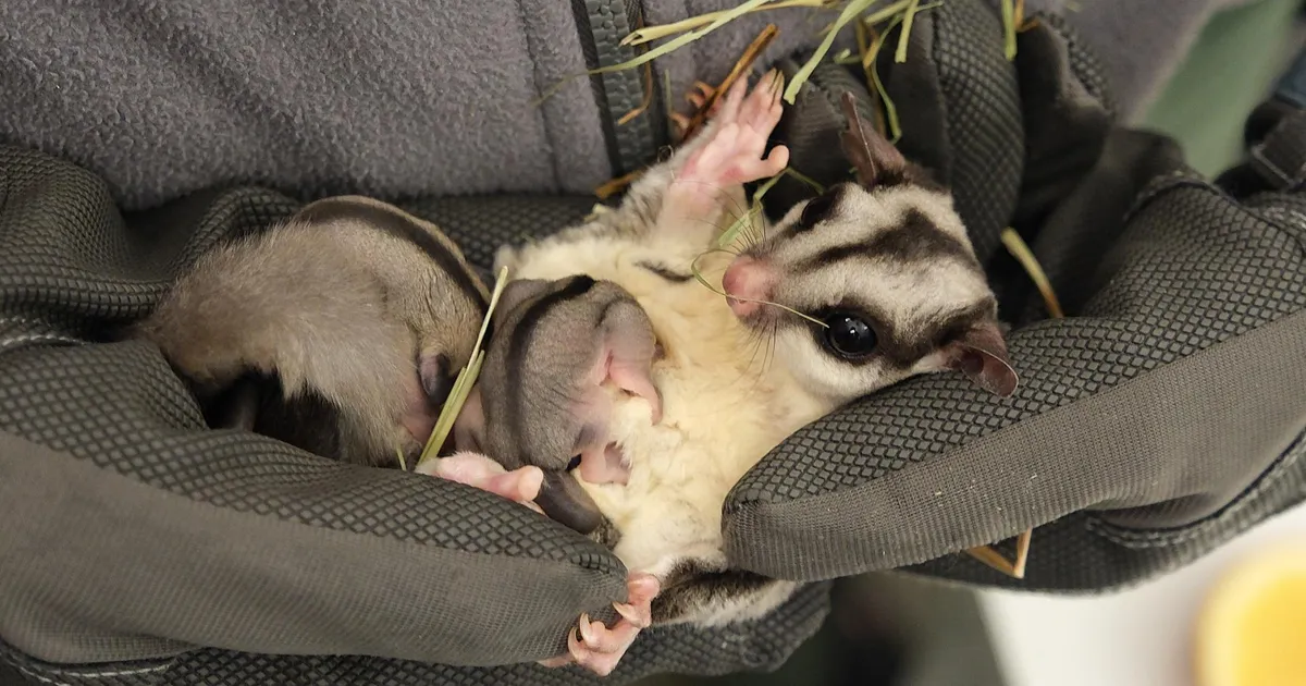 LOOMARIIK ⟩ Eksootiline asukas näitas esmakordselt oma armsaid poegi