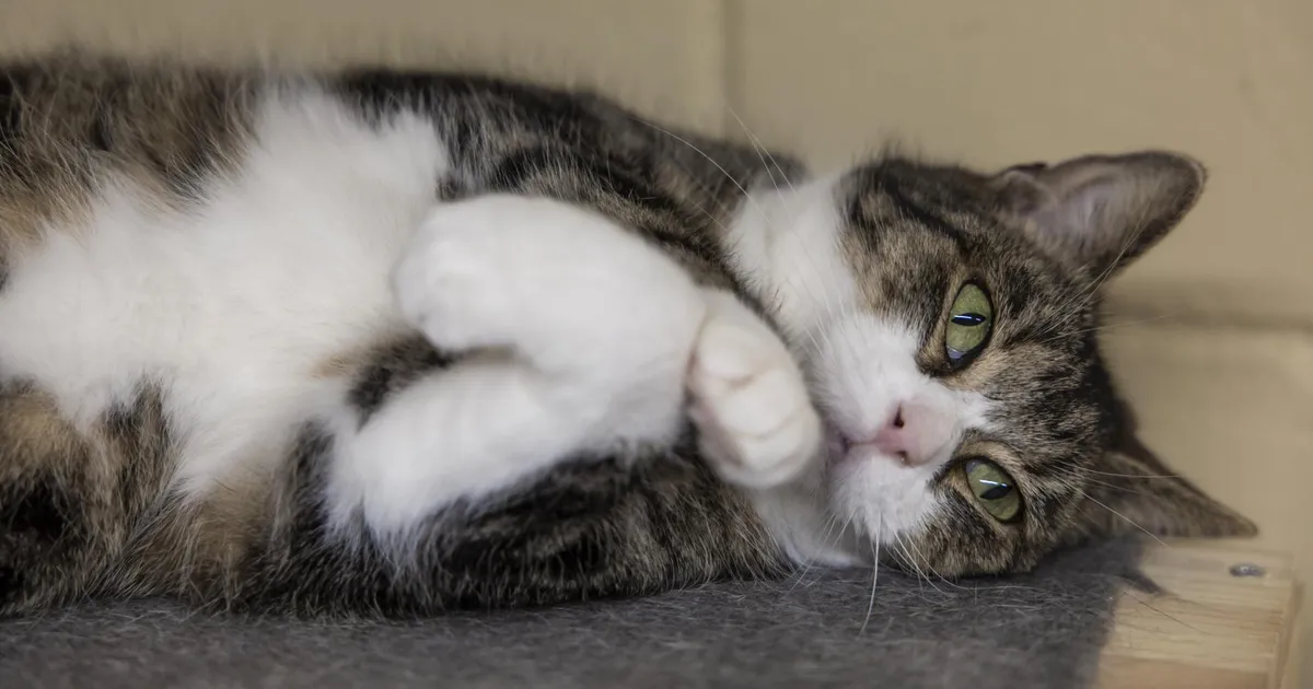 Koduotsija ⟩ Koduta jäänud Viki ootab uut võimalust