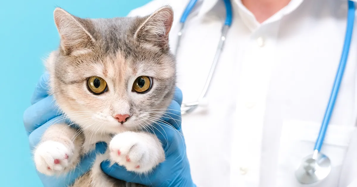 Loomaarst vastab: kuidas ravida kassi ninakinnisust?