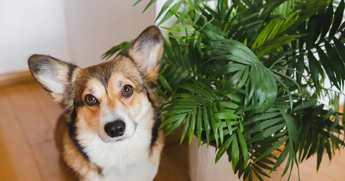 Mägipalm heidab hinge? Põhjuseid võib olla mitu