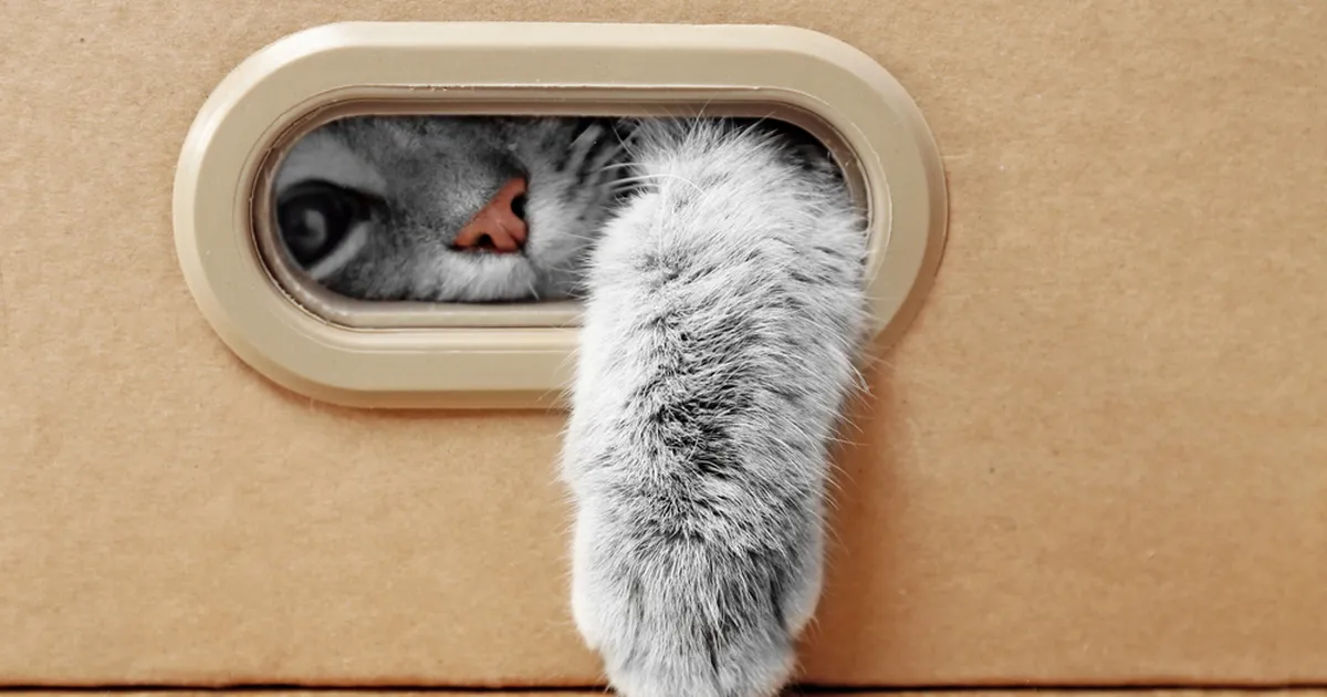 TORE VIDEO ⟩ Päästetud kassipoja armas vastus omaniku tervitusele võitis miljonite südamed