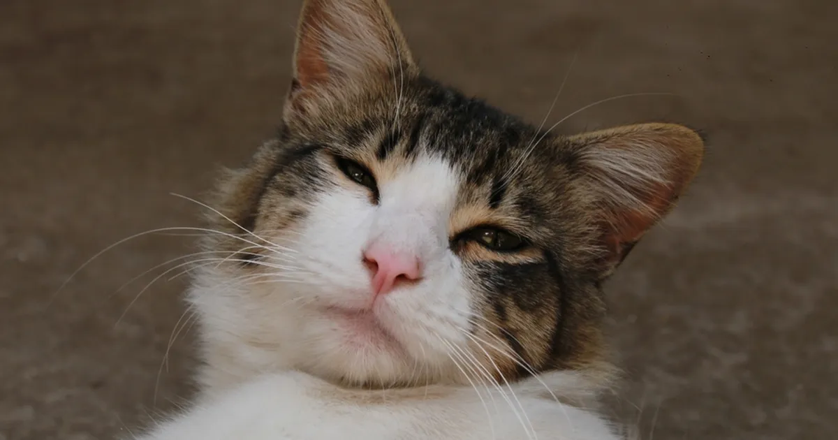 Uuring paljastab lihtsa nipi kassiga suhtlemiseks