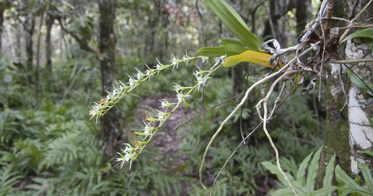 Eestikeelse nimega taimede hulka lisandus õnnis tondipale ja teisigi