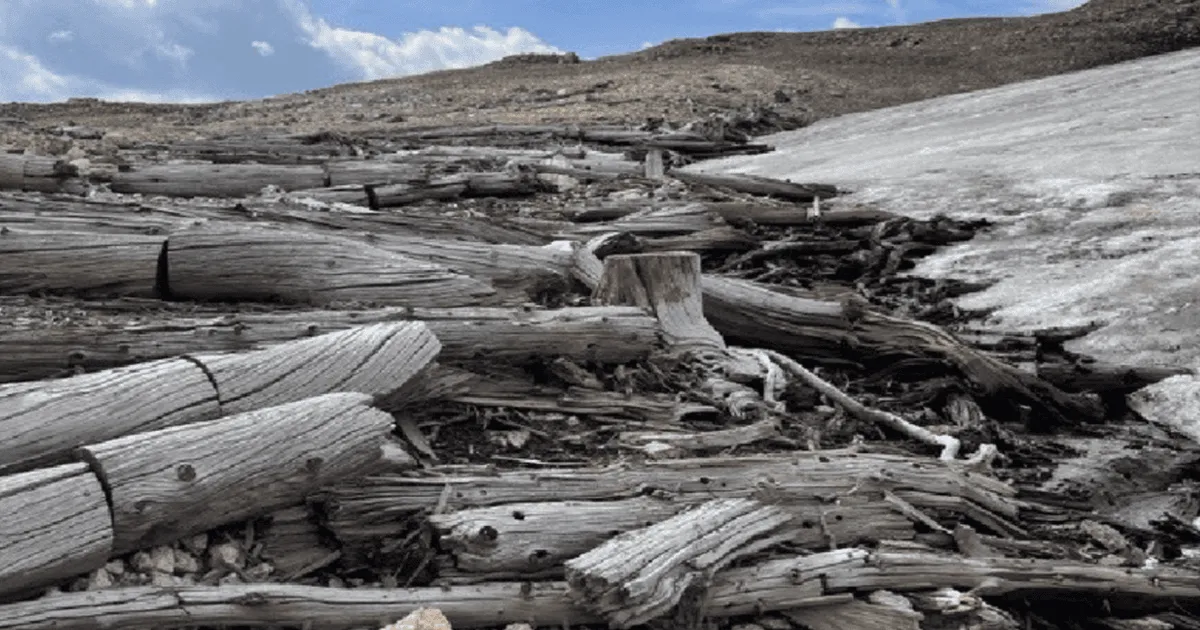Montanas sulas välja 10 000 aasta vanune männimets