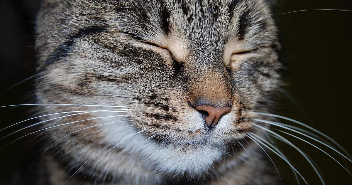 Teadlased avaldasid algteadmised kassikeelest – nii saab hakata nendega suhtlema