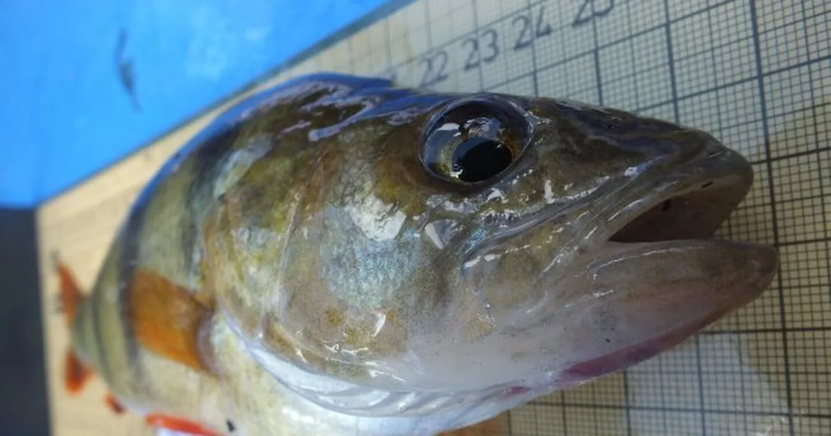 Teadlaste avastus: silmaparasiidid leiavad uue kodu peremehe ajus