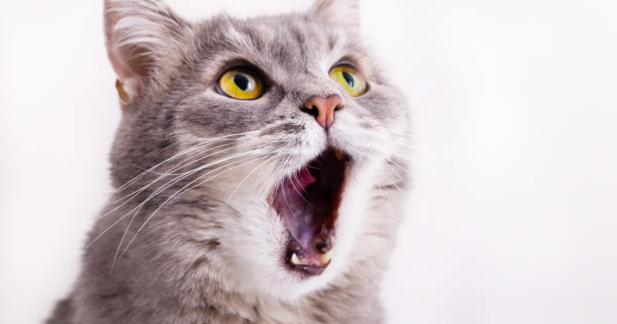 Loomaarst vastab: miks kass suvalisel hetkel häälitsema hakkab?