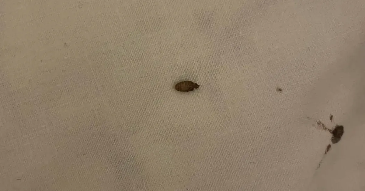 FOTO ⟩ «Lutikad ja vereplekid lina all!» Tallinlast jahmatas avastus kohalikus hotellis