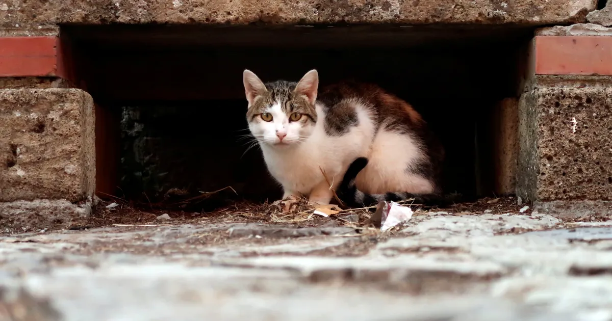 Itaalia arst tõmbas endale inimeste haiglas kassi opereerides kaela paksu pahanduse