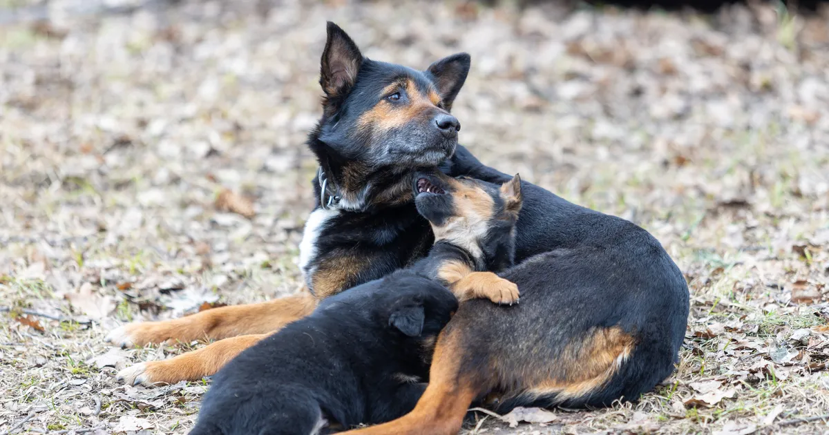 Riik loob keskse lemmikloomaregistri