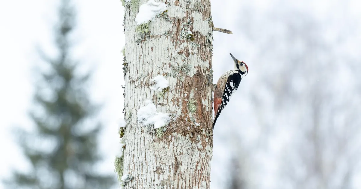 LOODUSFOTO ⟩ Igal rähnil oma trumm