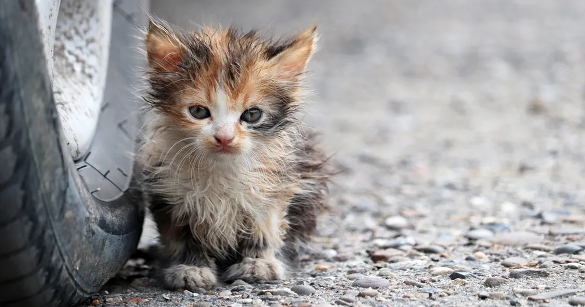 Mees arvas, et päästis tänavalt kassi, kuid tegelikkuses osutus see hoopis millekski muuks