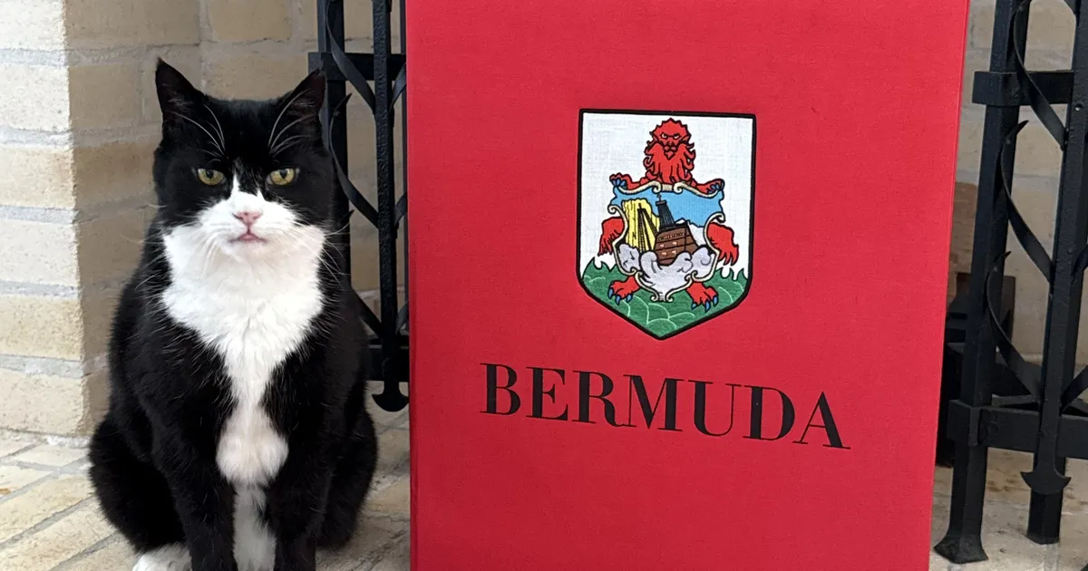 Suri endine Briti välisministeeriumi kass Palmerston