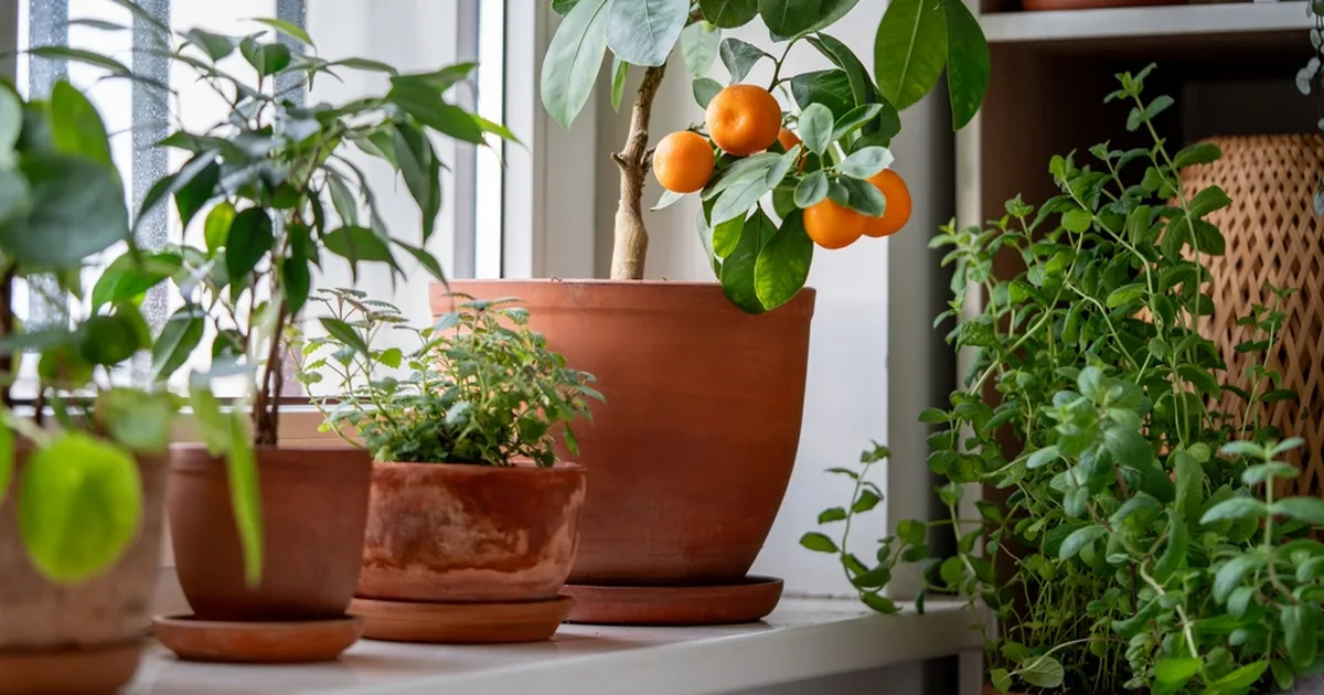 Põhjused, miks võib harilik kodutolm toalilledel su taimedest ilma jätta