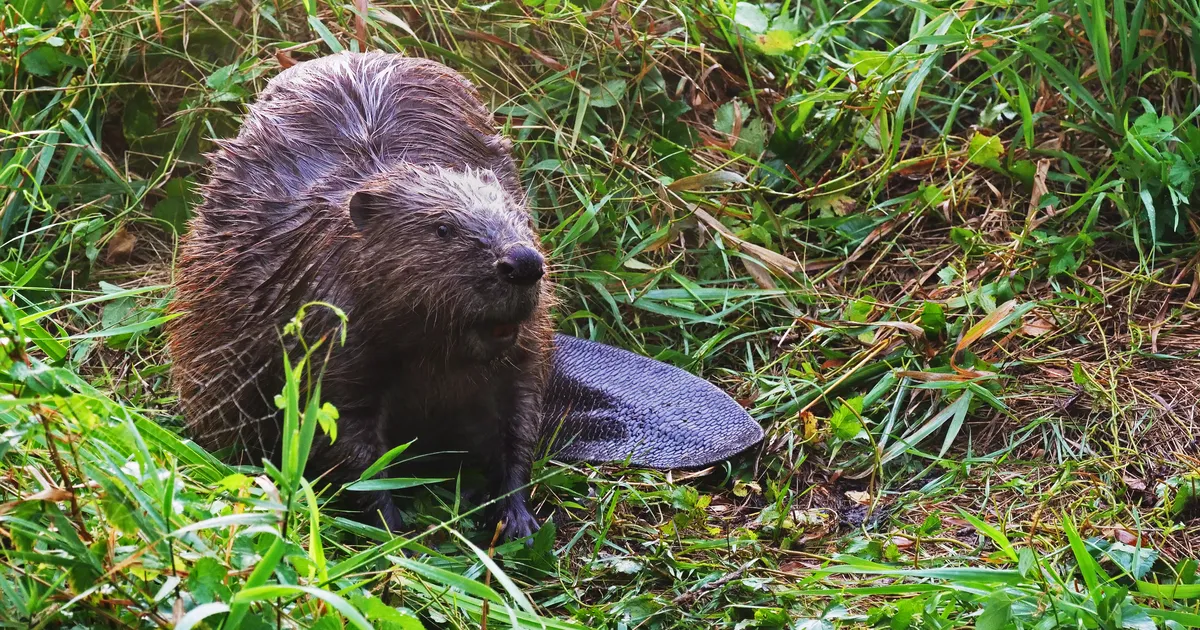 MILJONISÄÄST ⟩ Hambad bürokraatiasse löönud koprad rajasid Tšehhis üleöö tammi, mida riik plaanis pikka aega