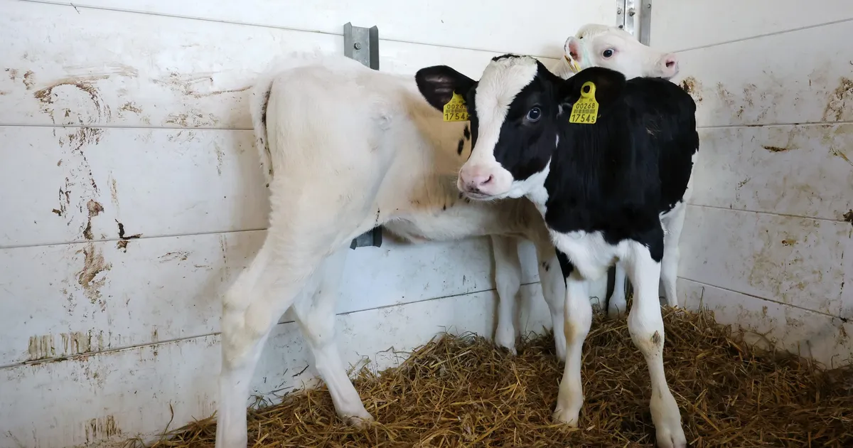 JULM KOHTLEMINE ⟩ Austria politsei päästis veoki haagisest 265 Eesti vasikat, neist üks oli juba surnud