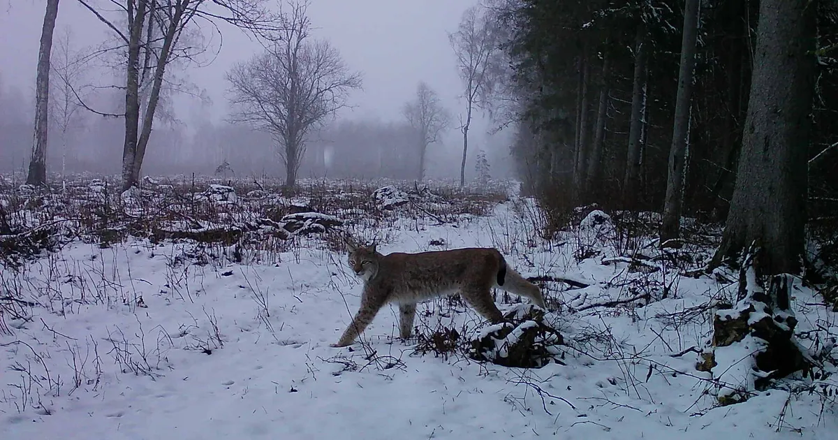 HARULDASED FOTOD ⟩ Järvamaal jäi kaamera ette saaki murdev ilves