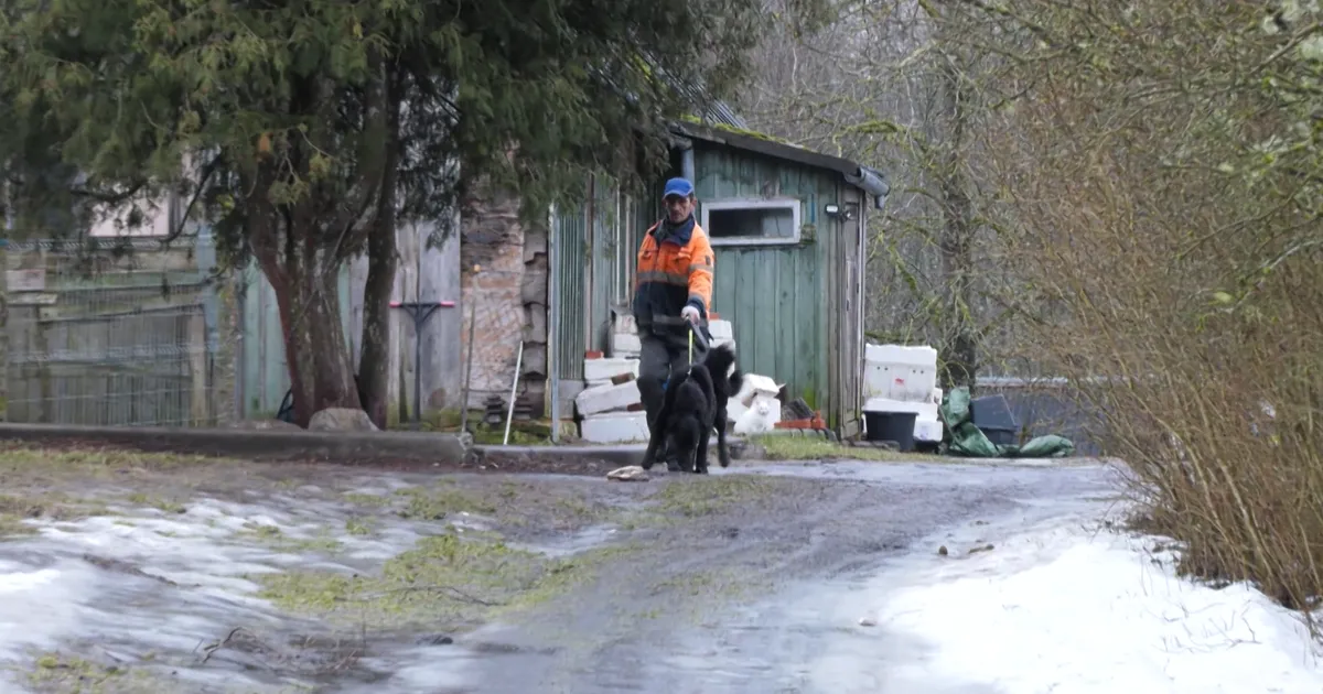 TÄNA «KUUUURIJAS» ⟩ Koertekoloonia Tõrva vallas hirmutab kohalikke, peremees näitab aga loomakaitsele keskmist sõrme