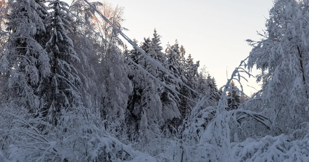 RMK pakub kohalikele võimalust metsatööde planeerimisel rohkem kaasa rääkida